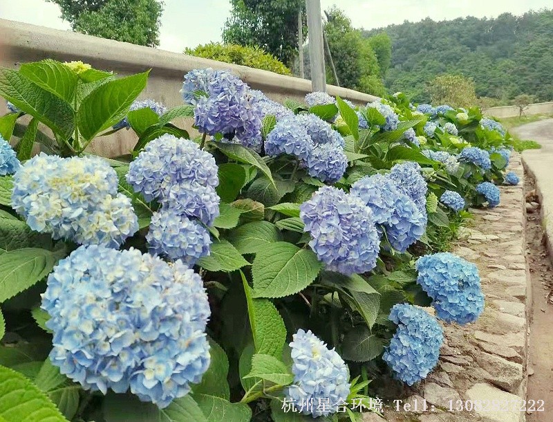冬季绿化养护绣球花修剪3