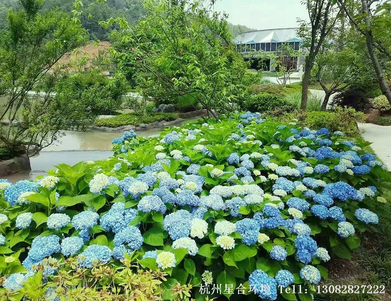 冬季绿化养护绣球花修剪4