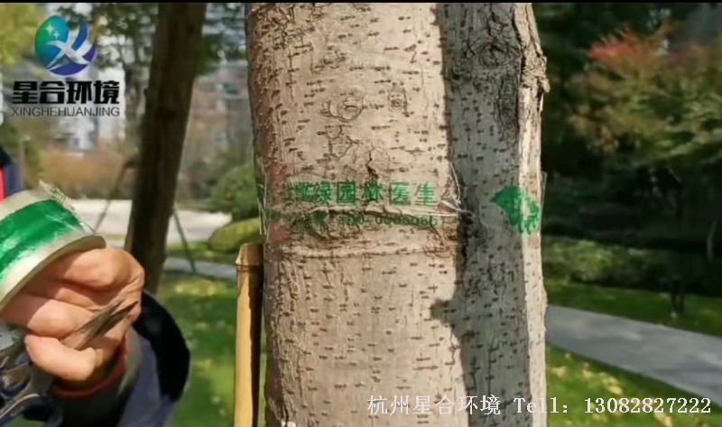 冬季绿化养护中粘虫带保护