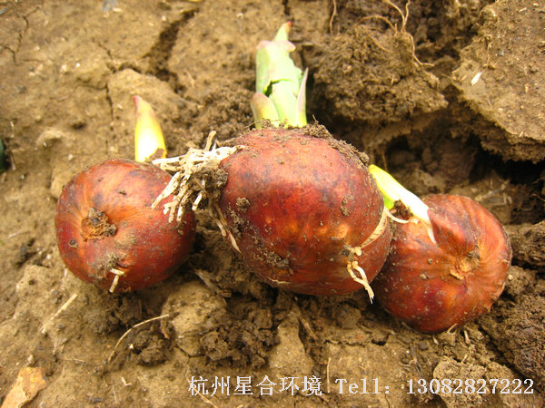 冬季绿化养护中未去皮的郁金香种子