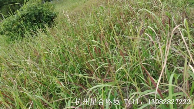 公园养护