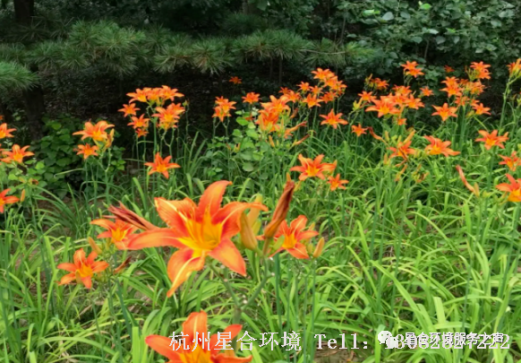 草坪养护