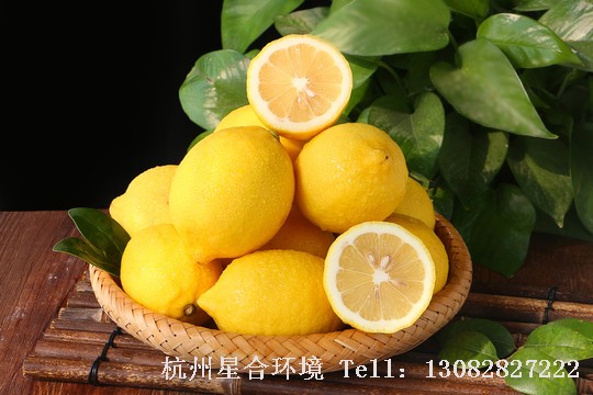 草坪养护柠檬