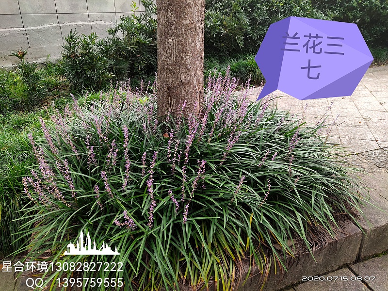 绿化工程3