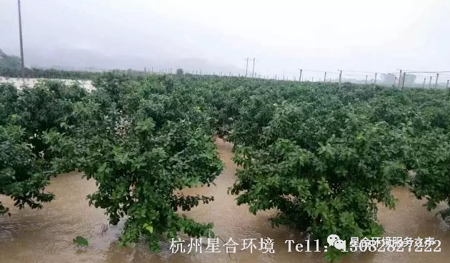 绿化养护