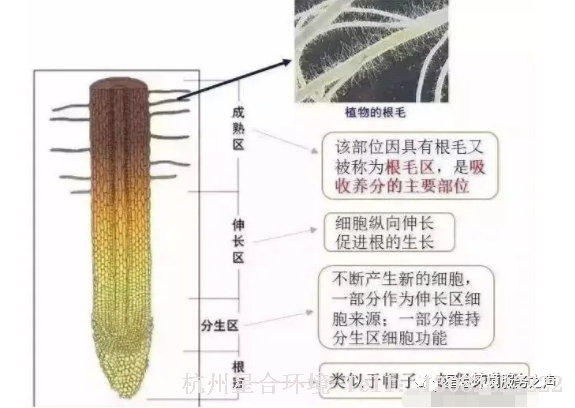 绿化养护