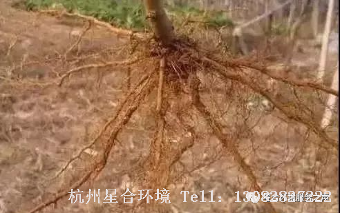 绿化养护