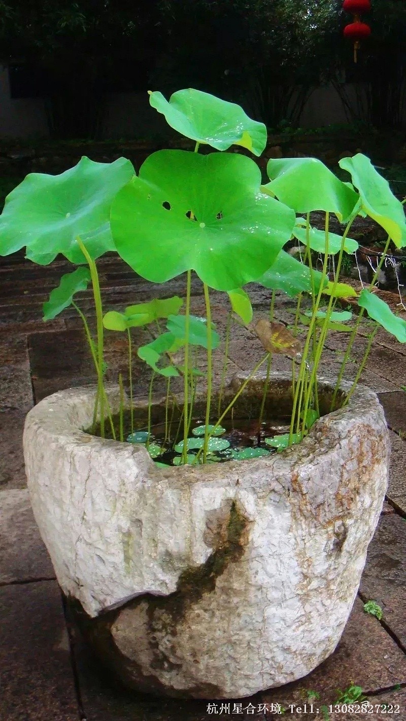 如若可以，我应该在今生有限的时光里， 修筑一座小小私家花园庭院。