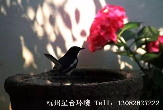 如若可以，我应该在今生有限的时光里， 修筑一座小小私家花园庭院。
