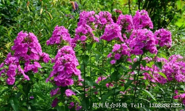如果想将两种或多种颜色相同的 观花植物栽种在一起， 需要通过株型和叶形上的差异