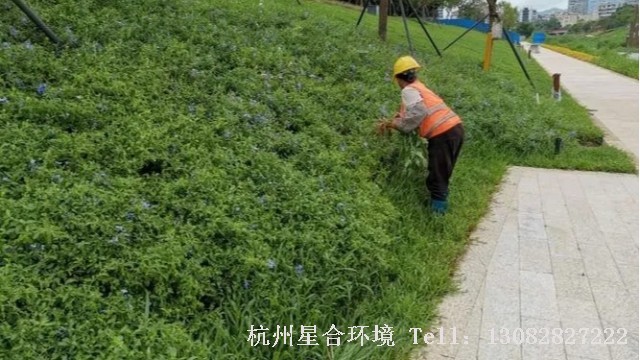 绿化养护