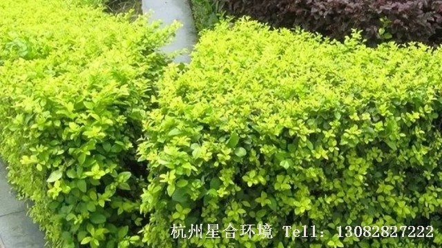 医院养护
