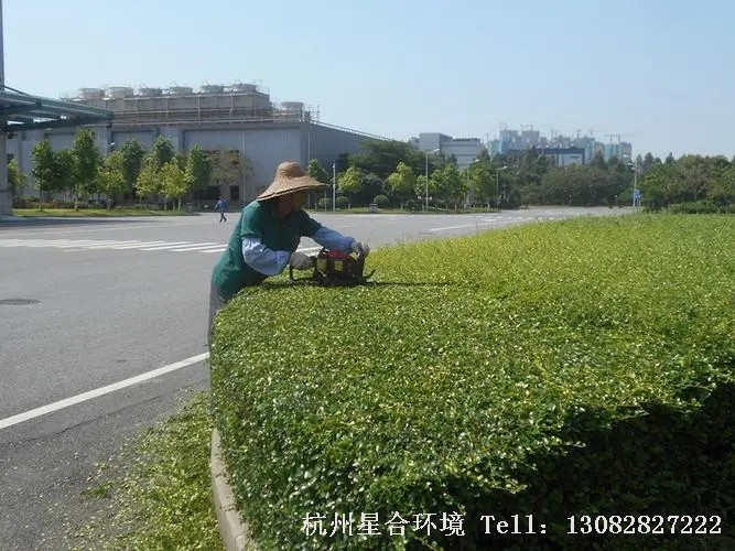 绿化养护