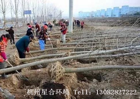 绿化养护