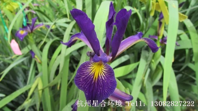 绿化养护