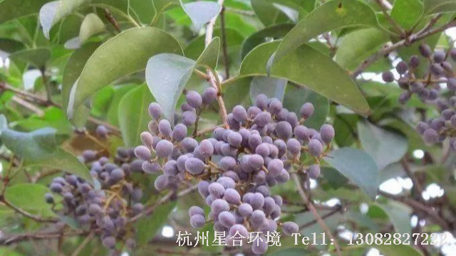 绿化养护