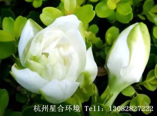 绿化养护
