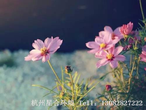 绿化养护