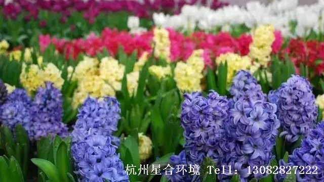 绿化养护