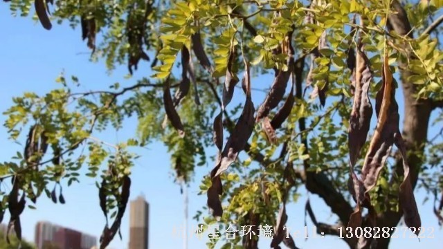 绿化养护