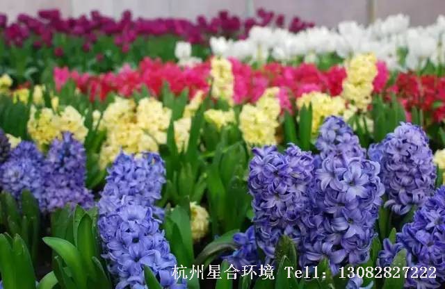 绿化养护