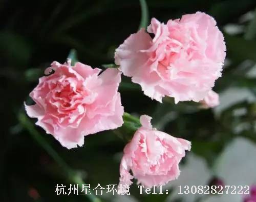绿化养护