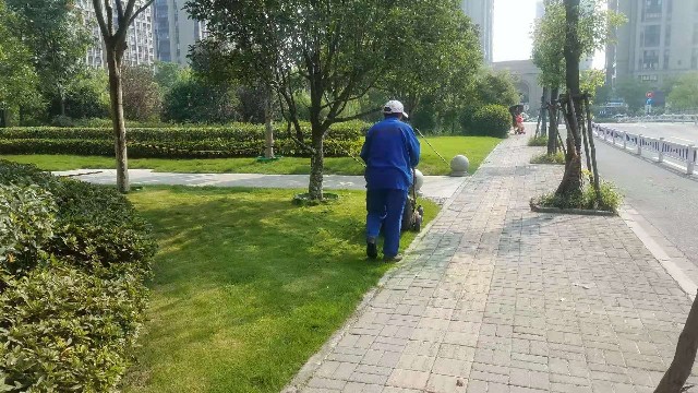 秋季绿化养护中你知道冷季型草坪如何修剪才合理吗?