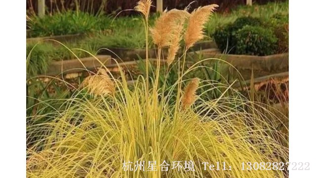 绿化设计