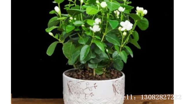 小区养护