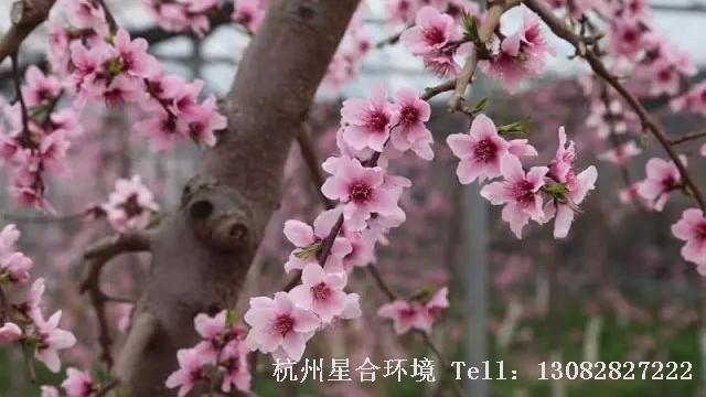 庭院养护
