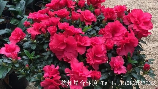 庭院养护