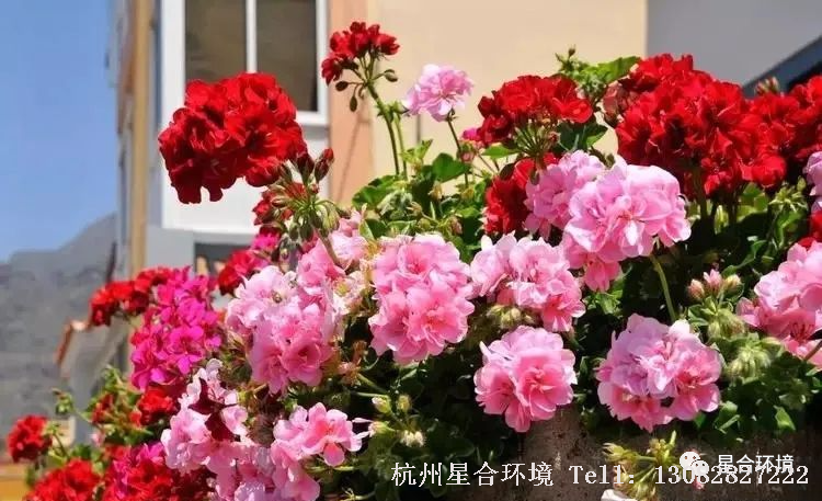 庭院养护