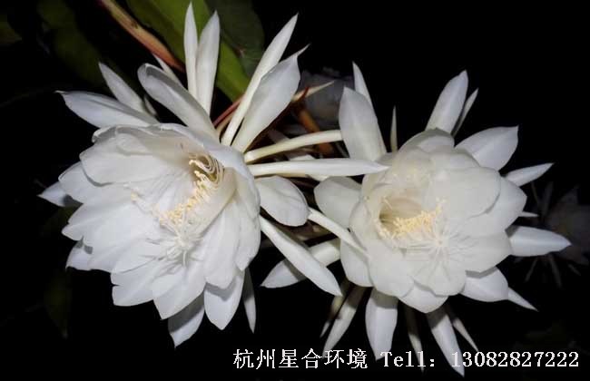 绿化养护昙花