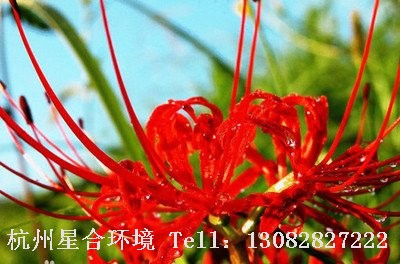 绿化养护彼岸花