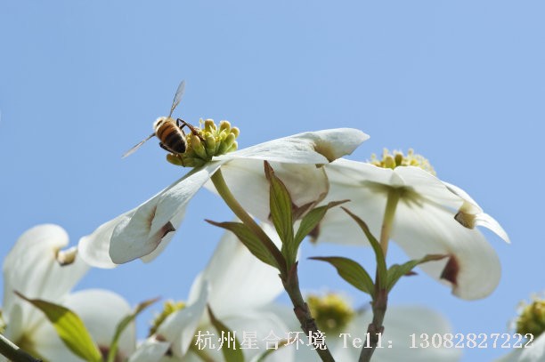 绿化养护荼蘼花