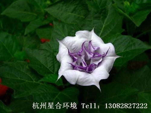 绿化养护曼陀罗