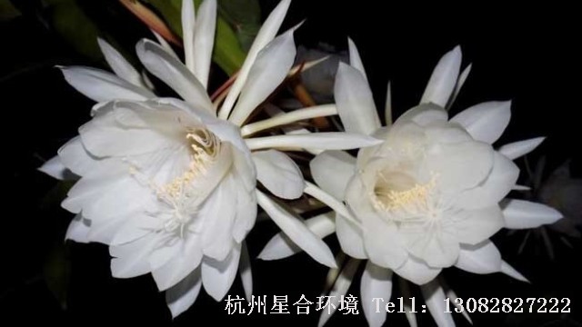 绿化养护