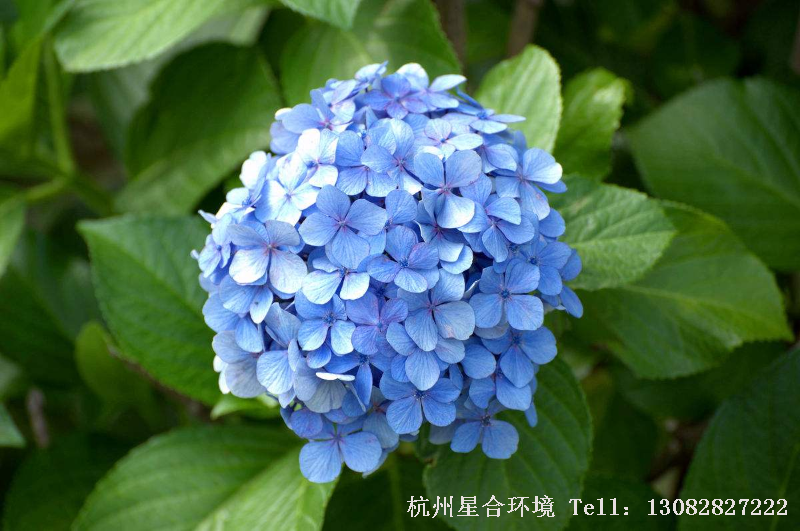 绿化养护绣球