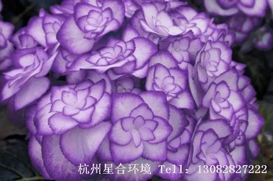 绿化养护花手鞠