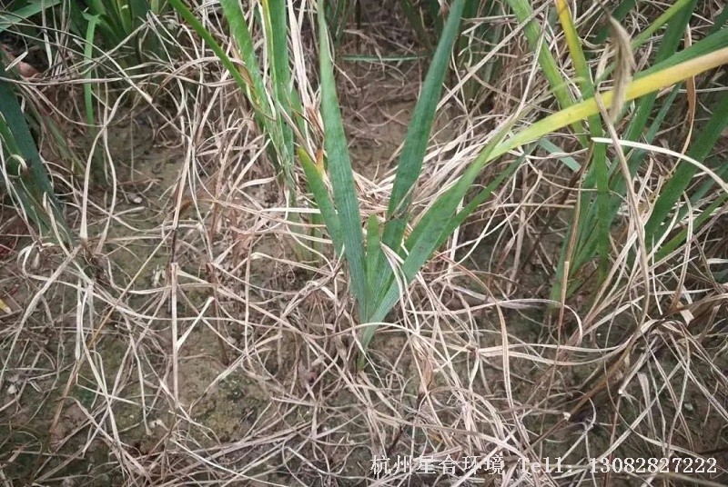 小区养护