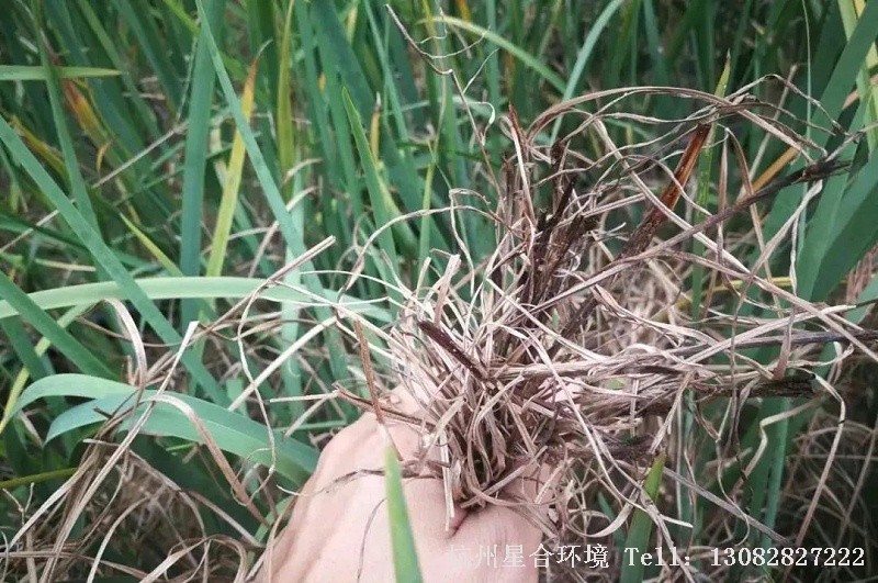 小区养护