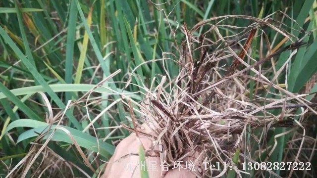 小区养护