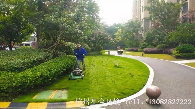 绿化养护-草皮修剪时需要注意哪些问题