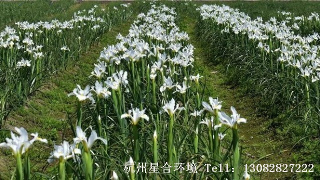 园林设计