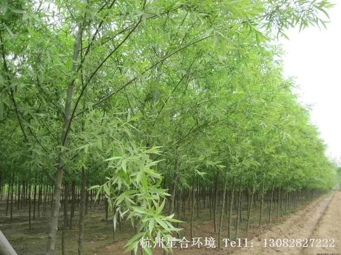 绿化养护-速生法桐