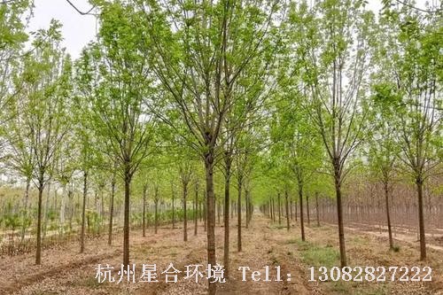 绿化养护-大叶速生槐