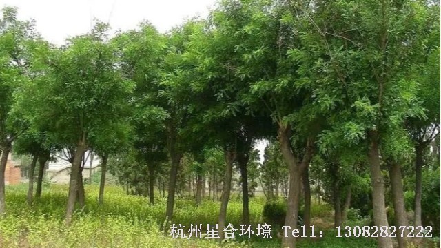 绿化养护