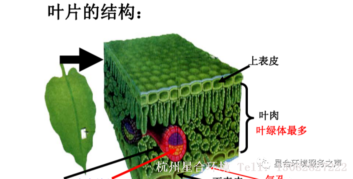 药液残留或吸收不到位，容易造成药害或防治效果降低，因此在高温时间绿化养护用药应注意，最好在上午10点前或下午4点以后，避免高温施药。