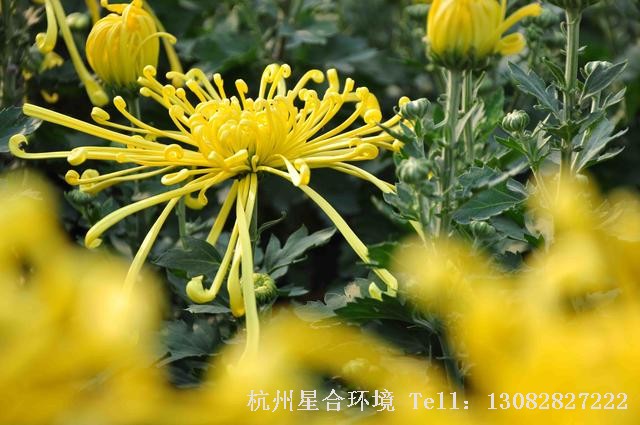花卉养护菊花