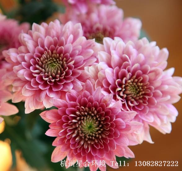 花卉养护